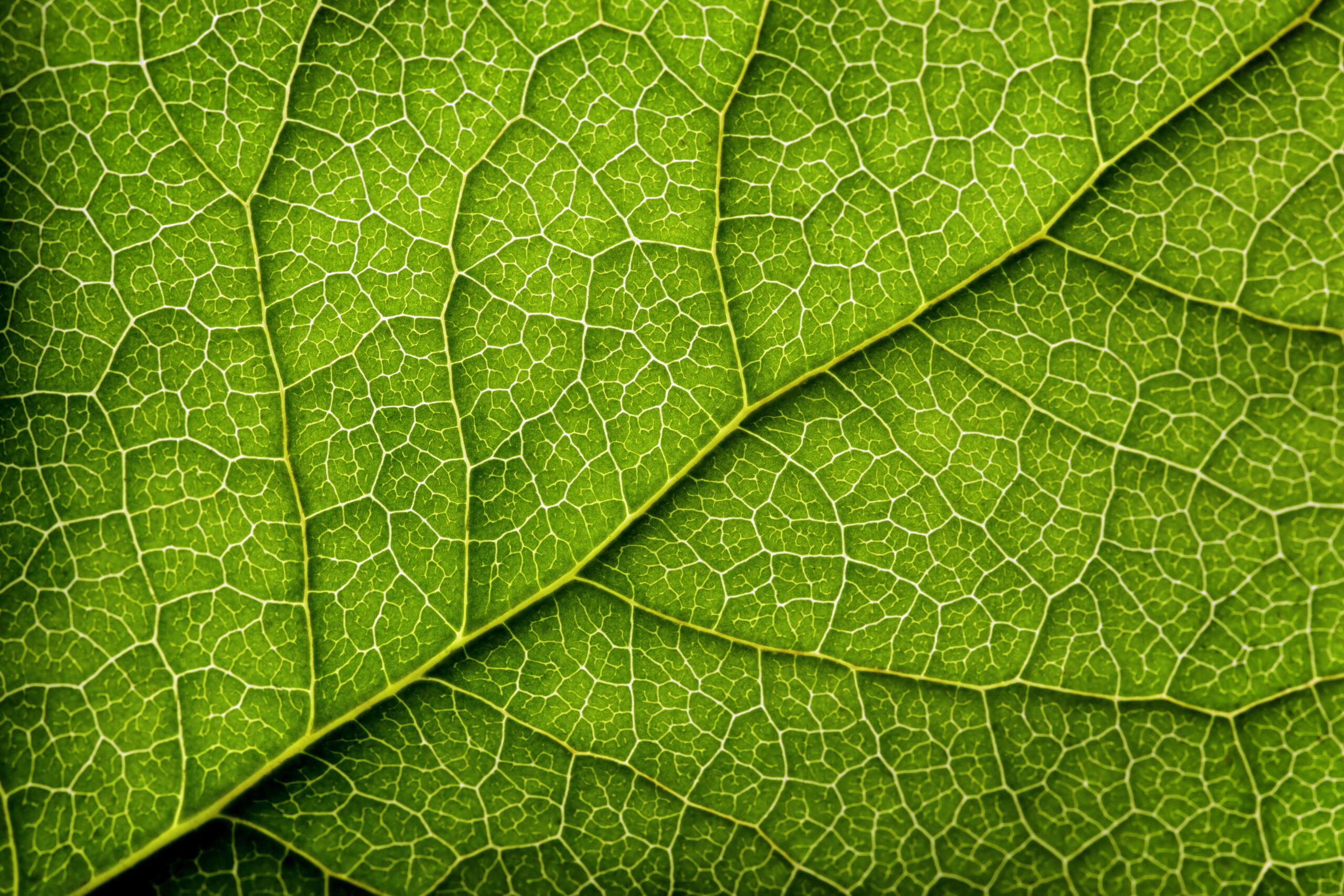 Green leaf - zoomed in